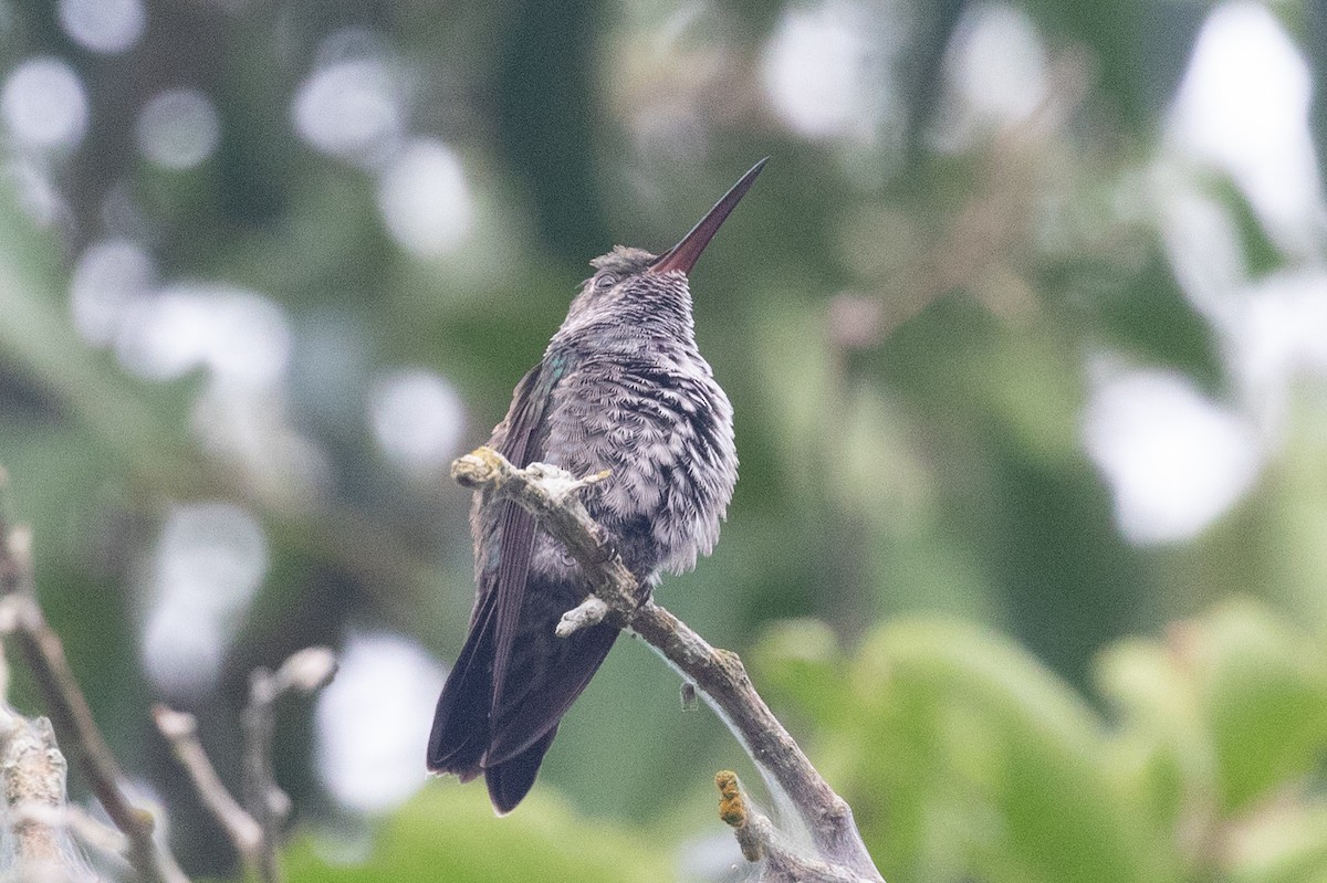 Amazilia Zafirina (de Barlett) - ML654410096