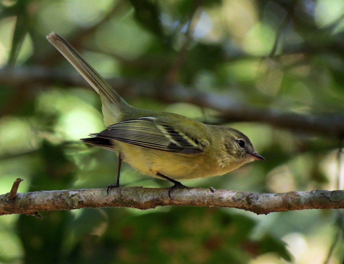 Greenish Tyrannulet - Kassius Santos