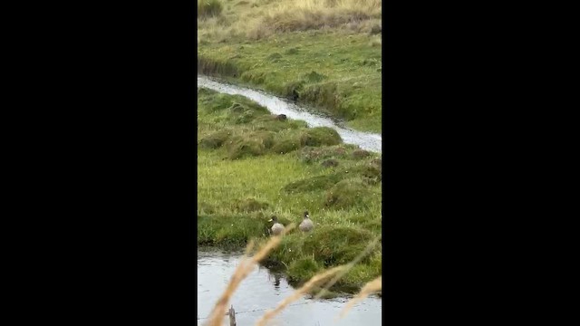 Yellow-billed Teal - ML654411466