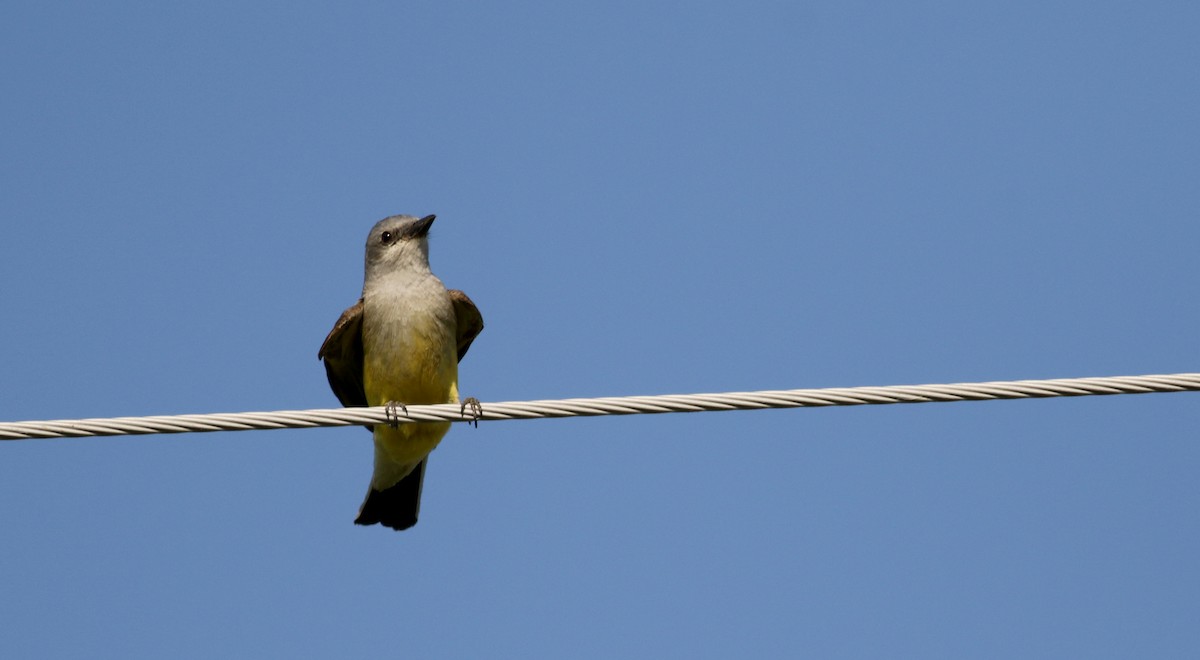 Western Kingbird - ML65441481