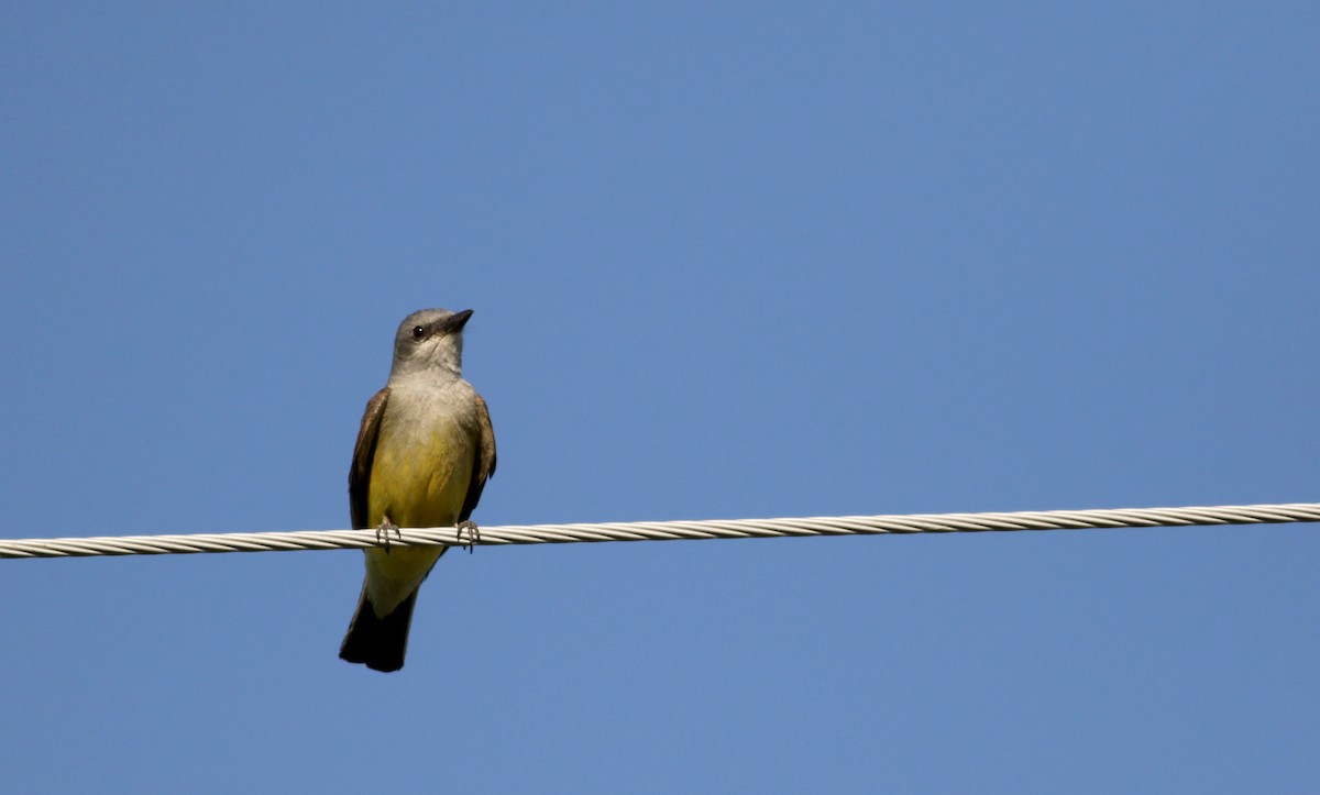 Western Kingbird - ML65441491