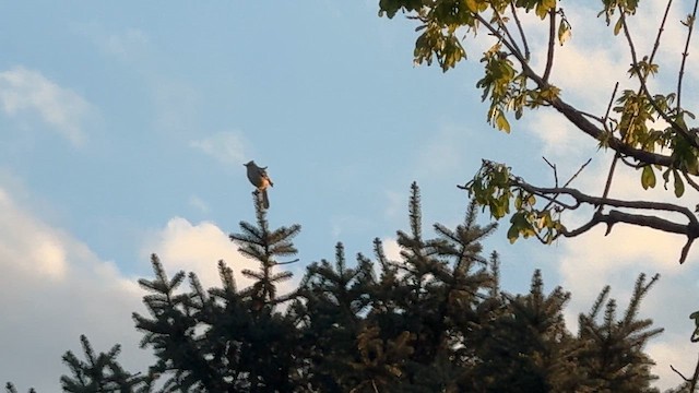 Kuzeyli Taklitçi - ML654416486