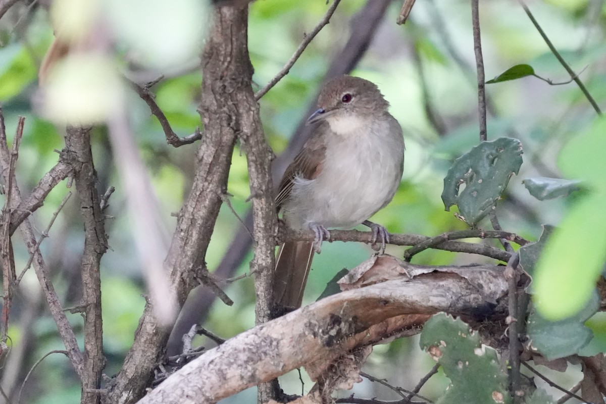 Terrestrial Brownbul - ML654418890