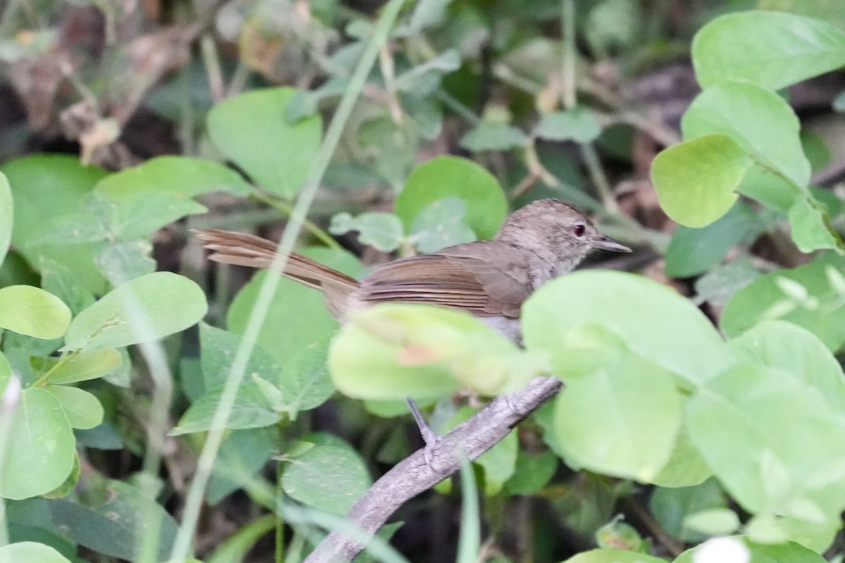 Terrestrial Brownbul - ML654418891