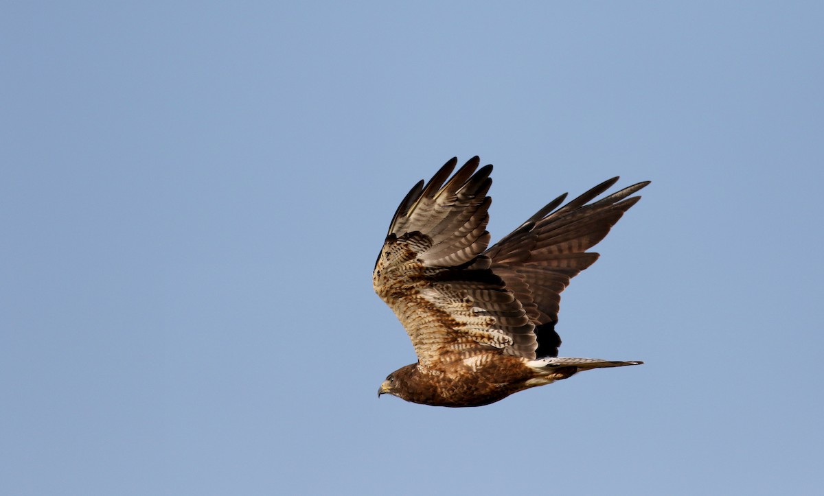 Swainson's Hawk - ML65441921