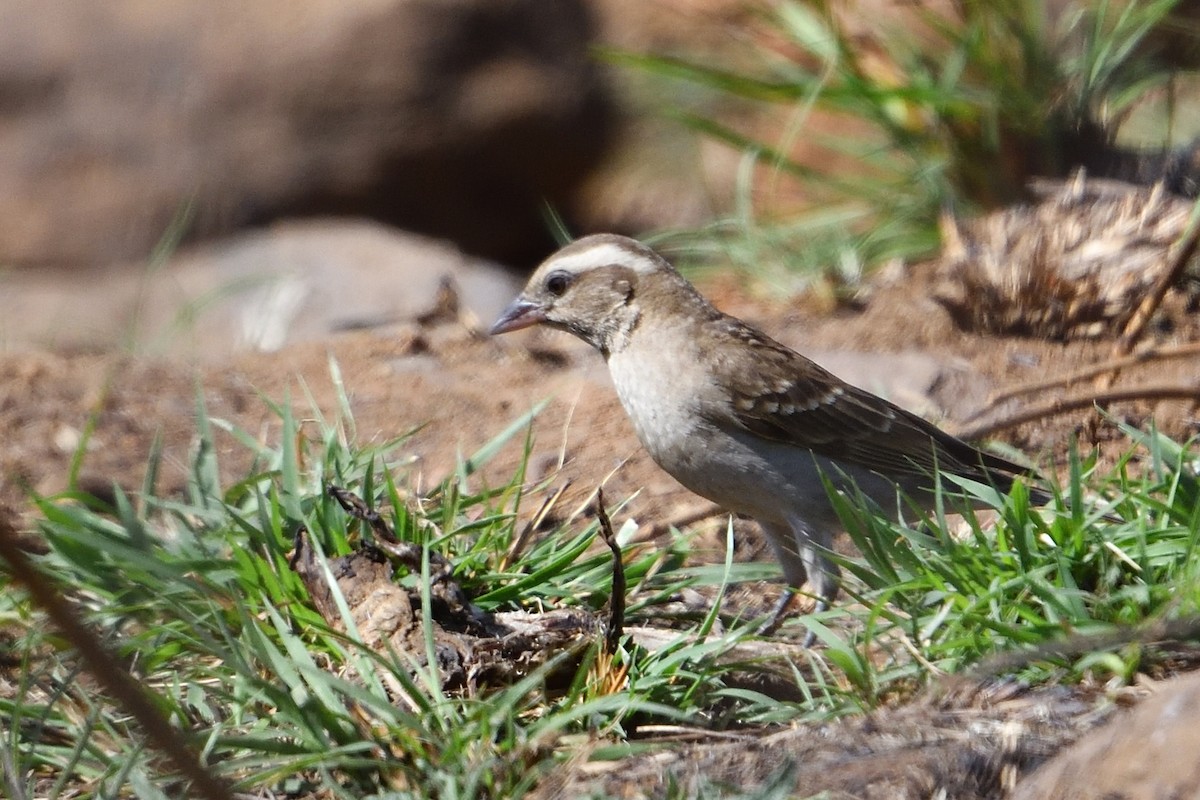 Moineau bridé - ML654419320