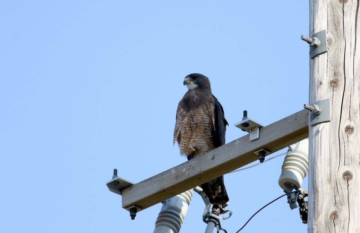 Swainson's Hawk - ML65441951