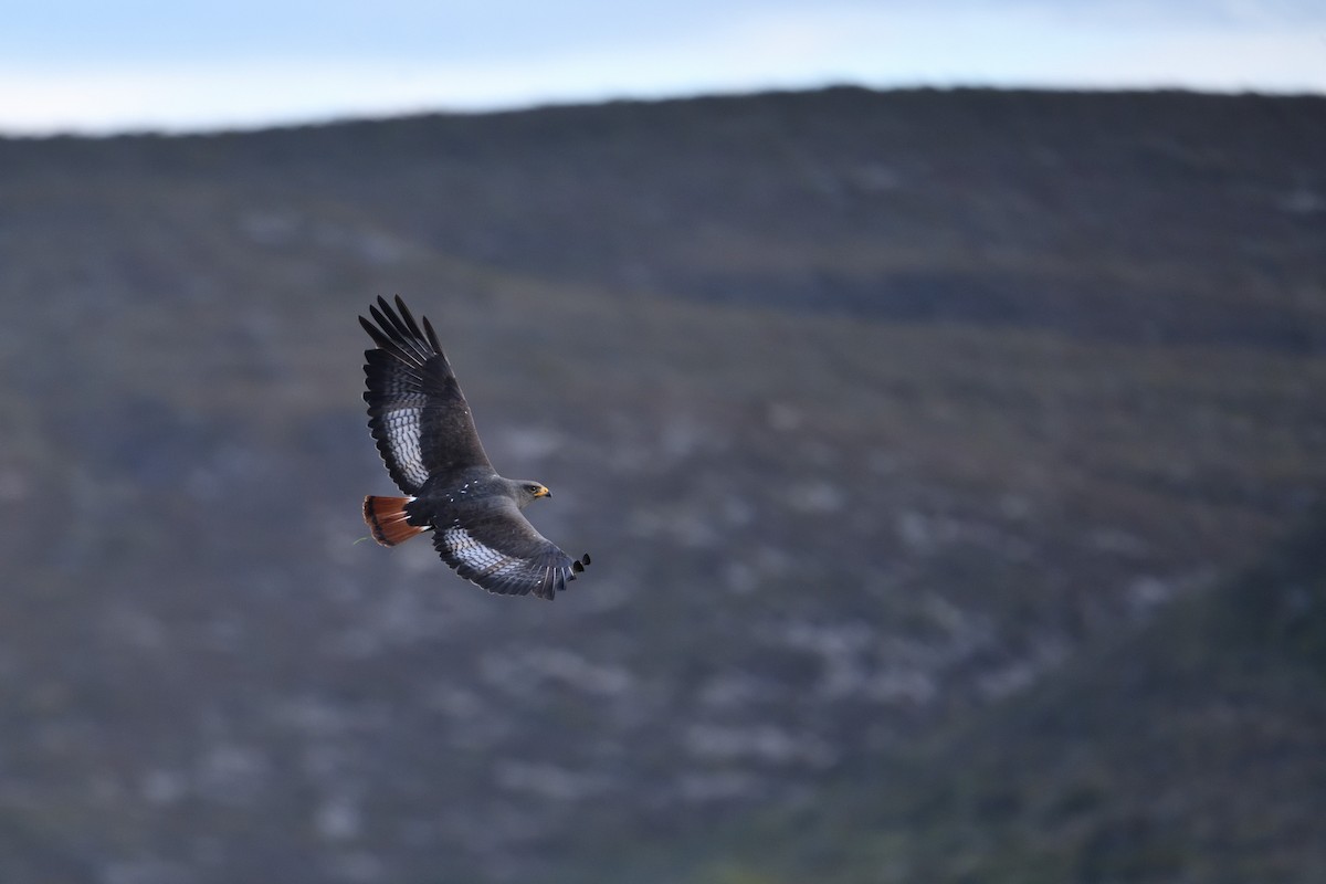 sjakalvåk - ML654420470