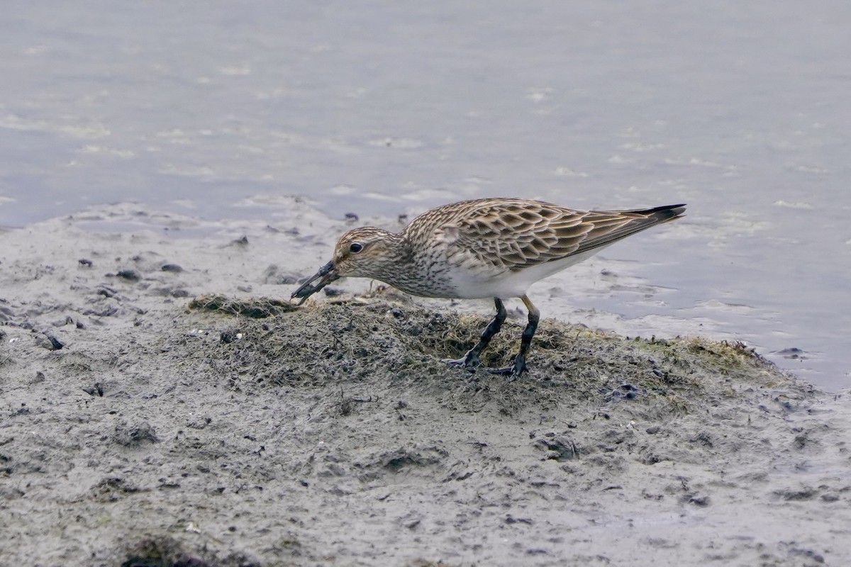 alaskasnipe - ML654422863