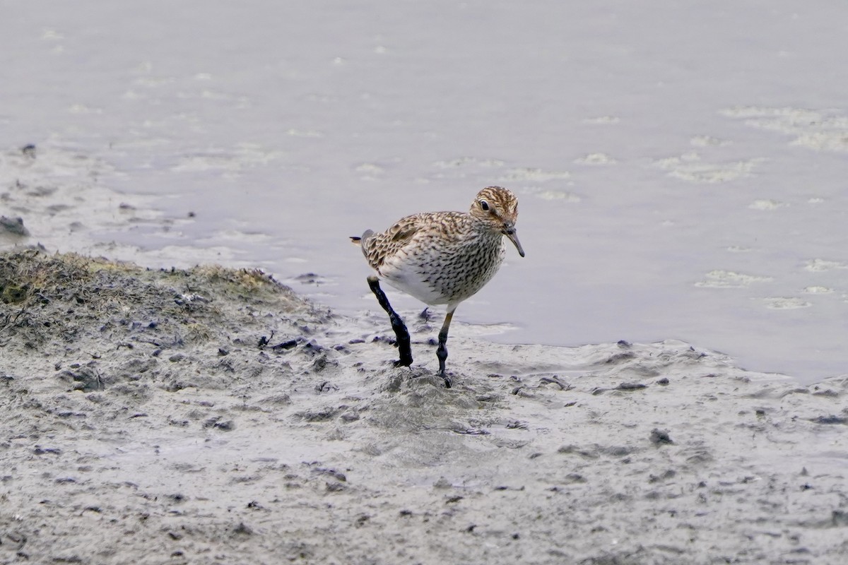 alaskasnipe - ML654422864