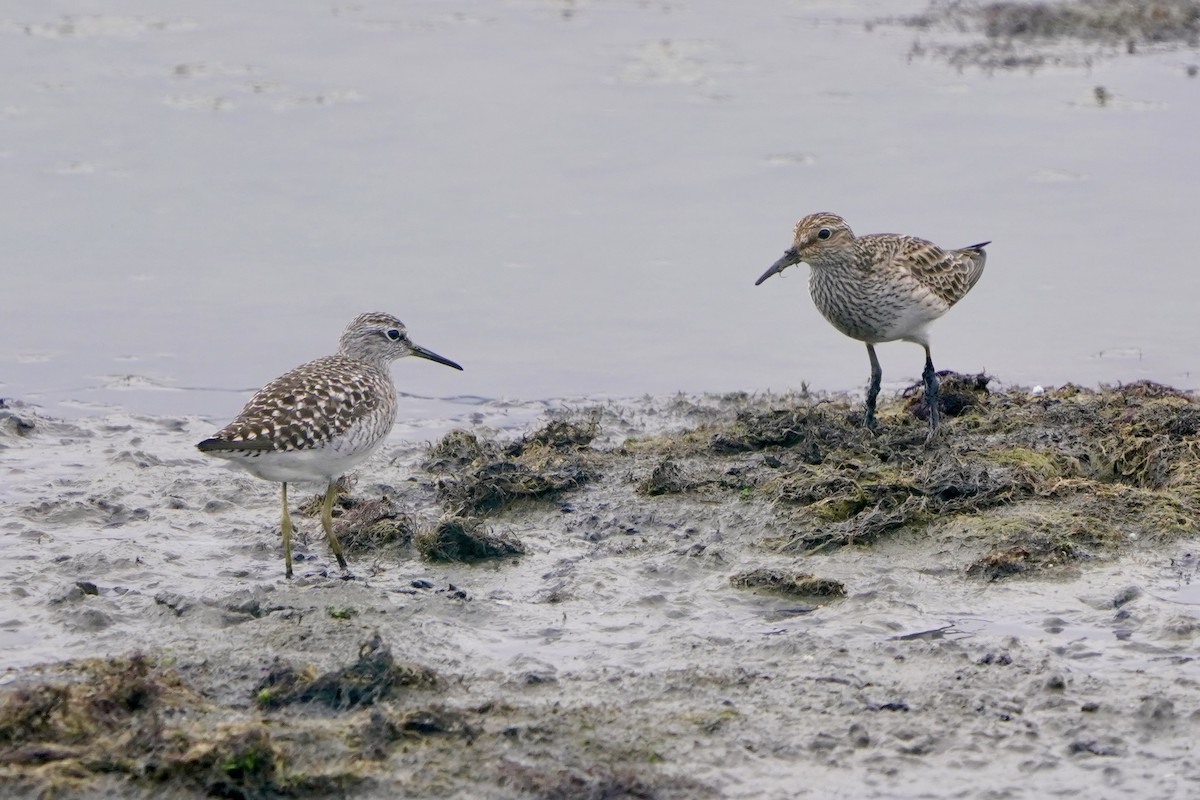 alaskasnipe - ML654422865