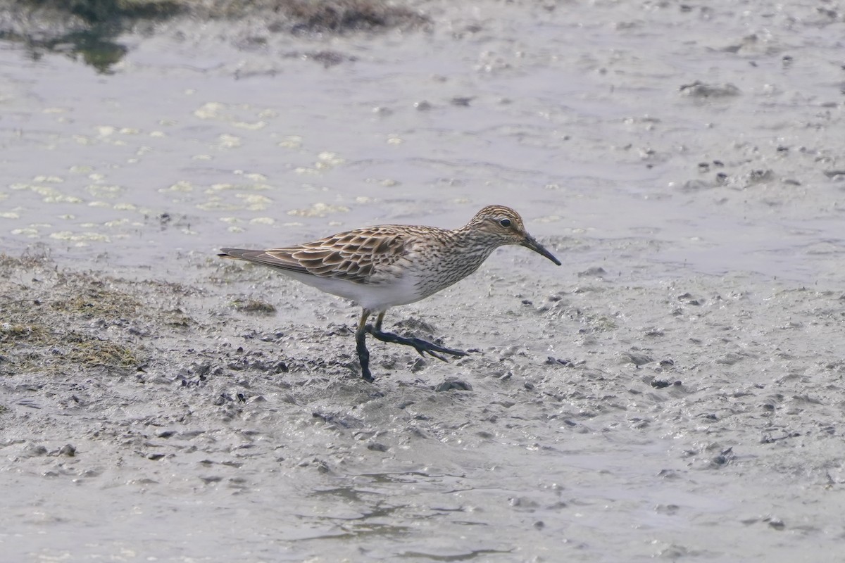 alaskasnipe - ML654422866