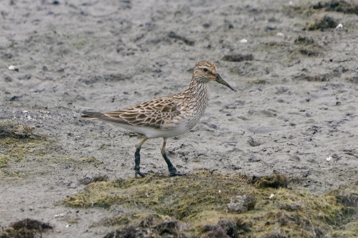 alaskasnipe - ML654422867