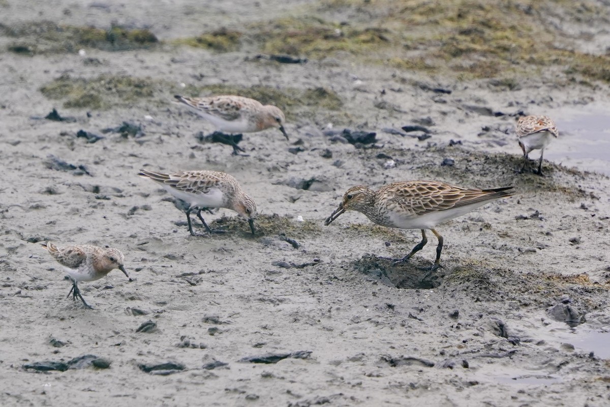 alaskasnipe - ML654422868