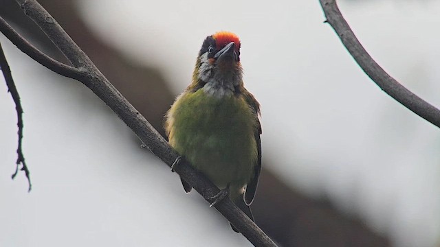 Golden-throated Barbet - ML654422955