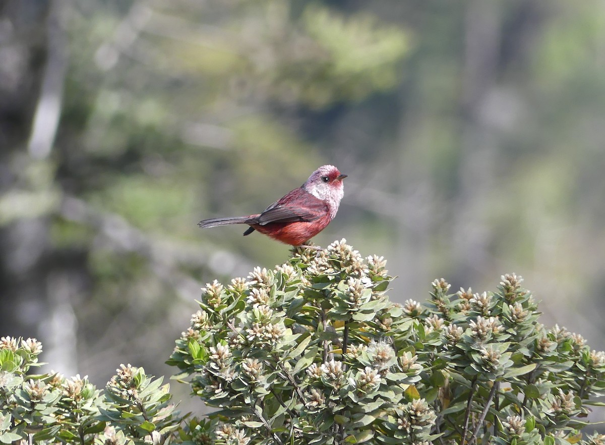 Pink-headed Warbler - ML654423314