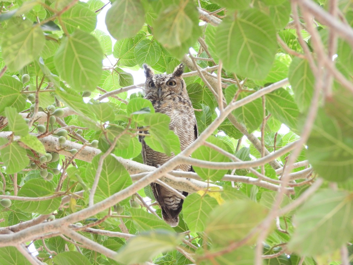 Arabian Eagle-Owl - ML654423527