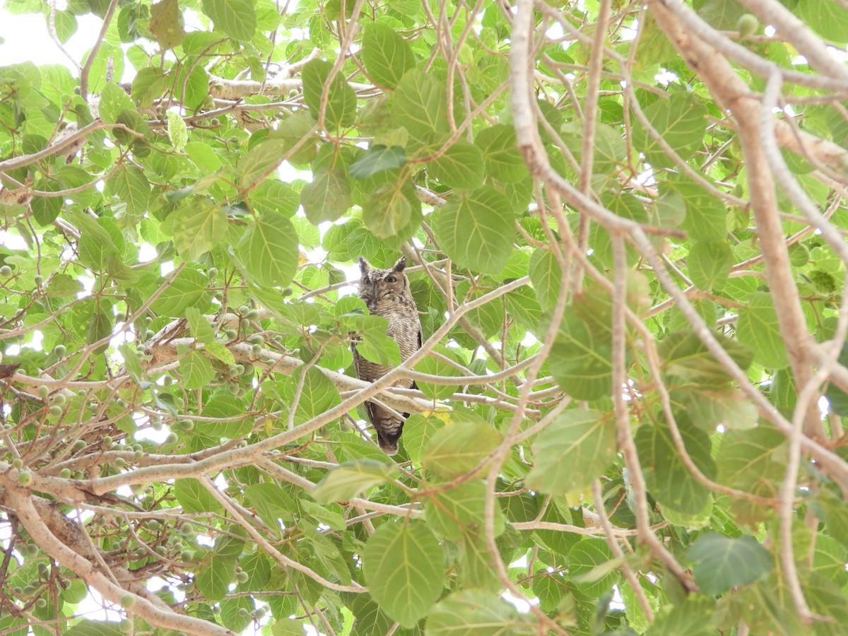 Arabian Eagle-Owl - ML654423528