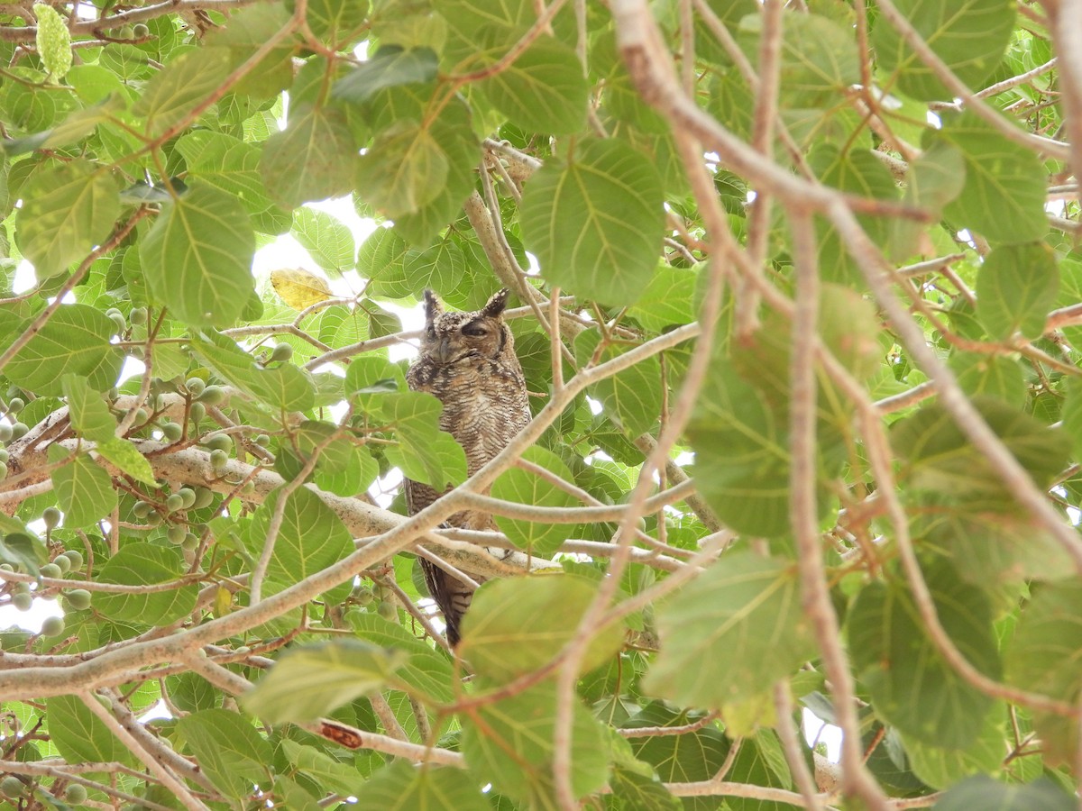 Arabian Eagle-Owl - ML654423531