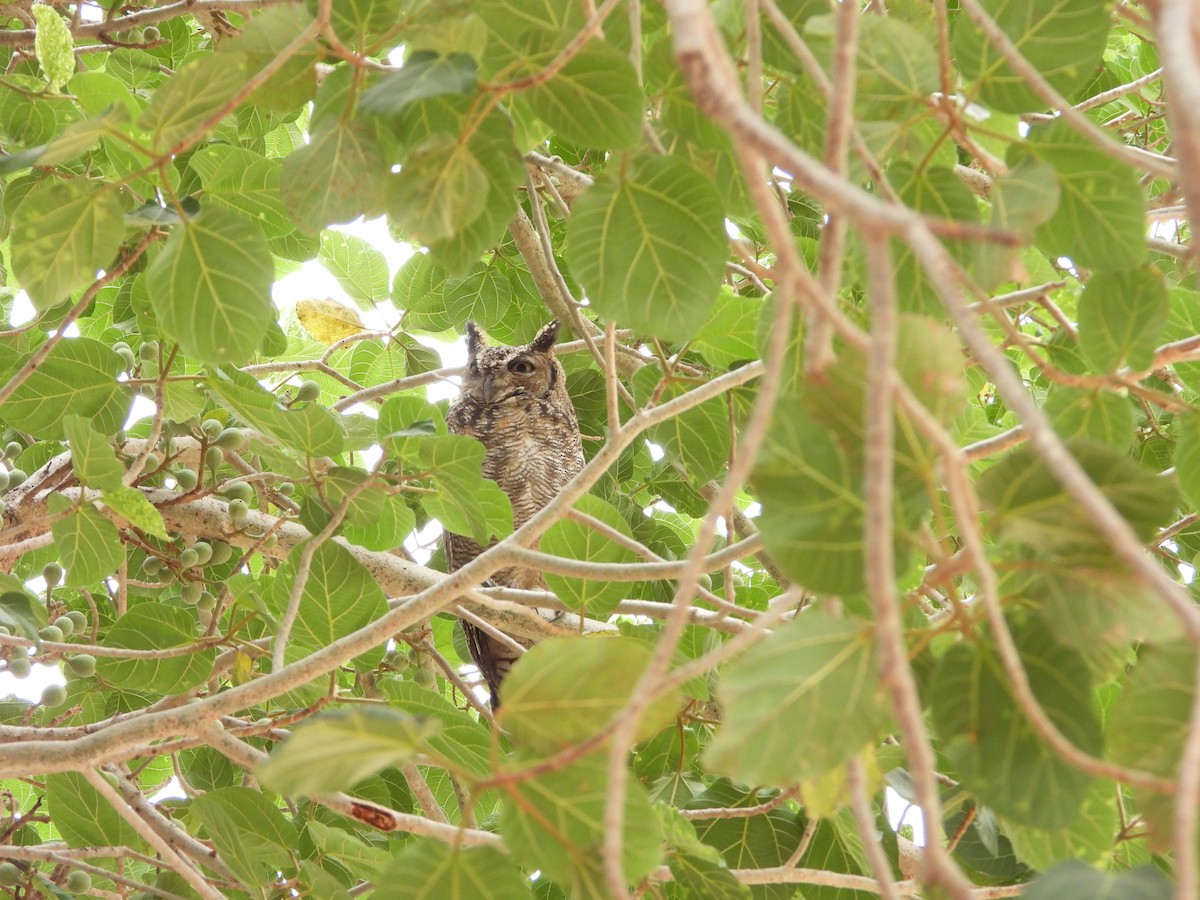 Arabian Eagle-Owl - ML654423532