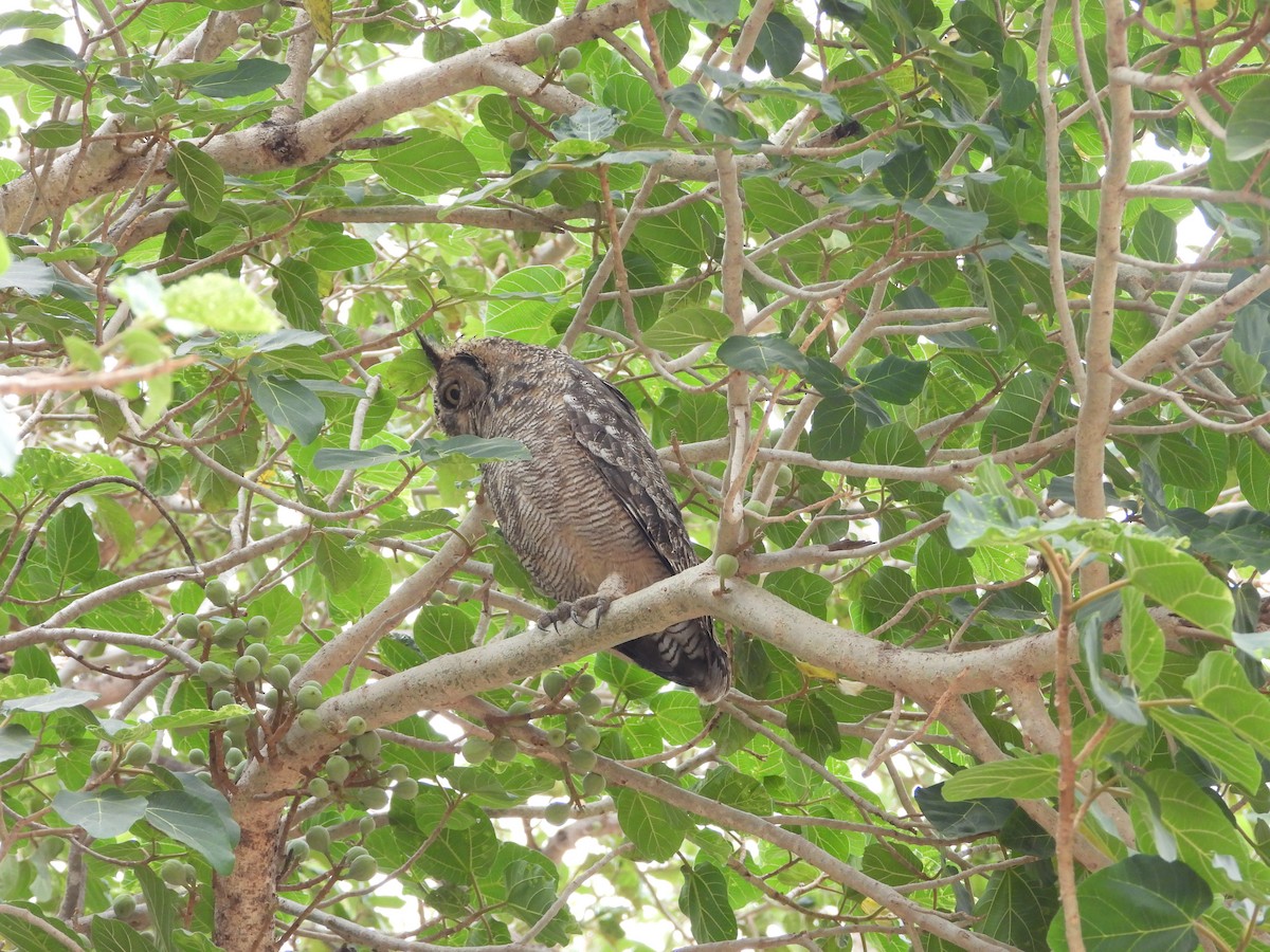 Arabian Eagle-Owl - ML654423533