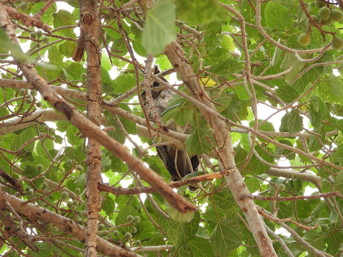 Arabian Eagle-Owl - ML654423534