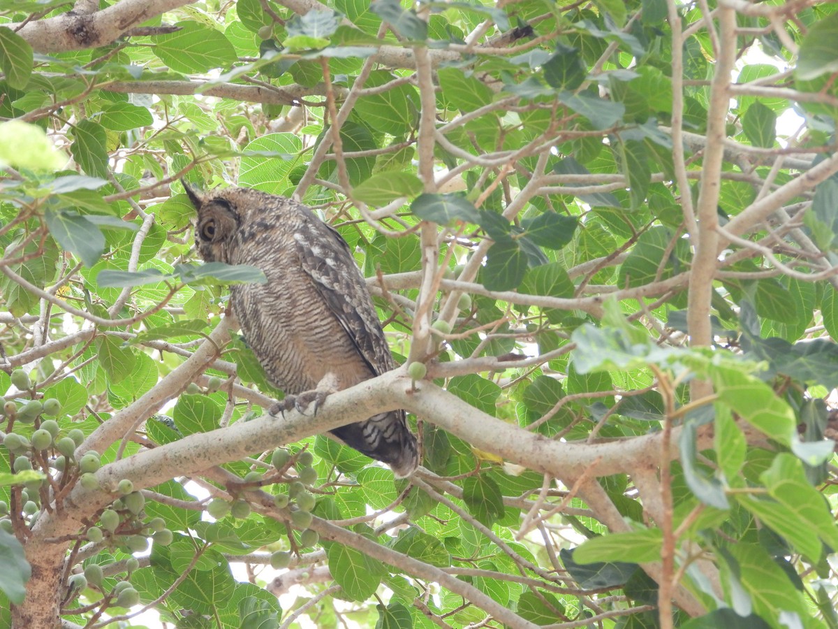 Arabian Eagle-Owl - ML654423535