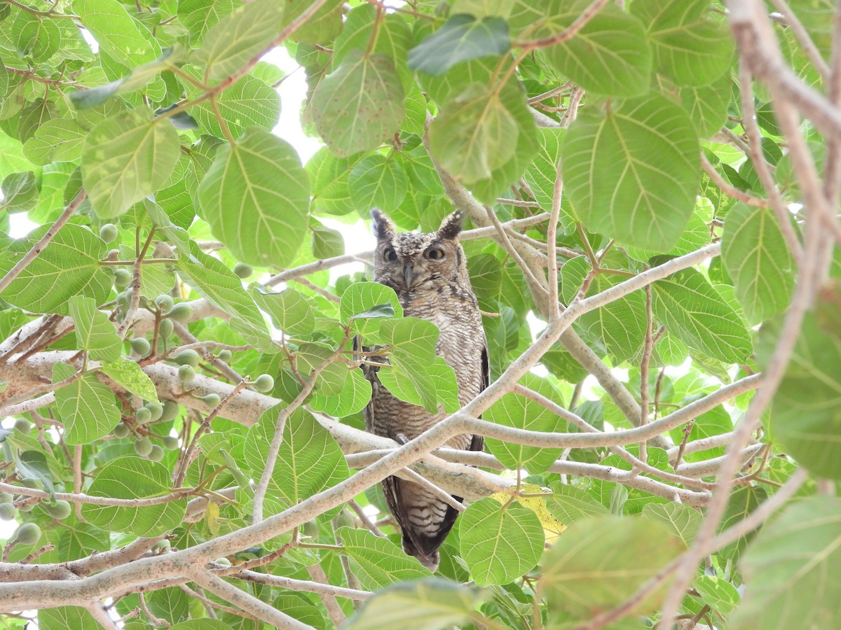 Arabian Eagle-Owl - ML654423536