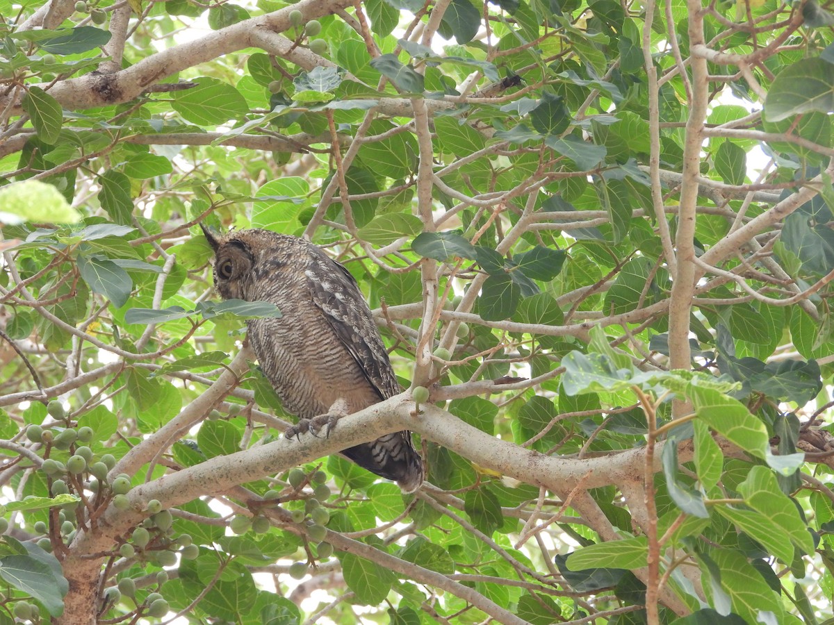 Arabian Eagle-Owl - ML654423537