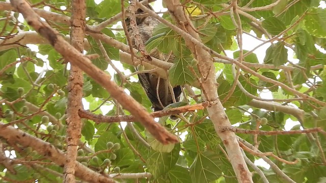 Arabian Eagle-Owl - ML654423540