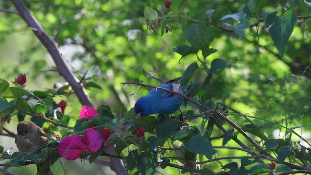 Indigo Bunting - ML654423924