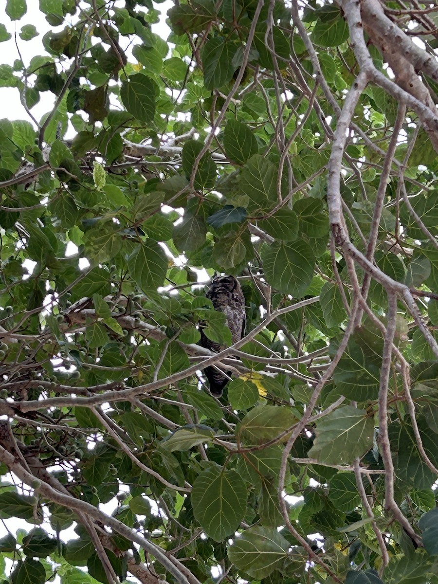 Arabian Eagle-Owl - ML654423994
