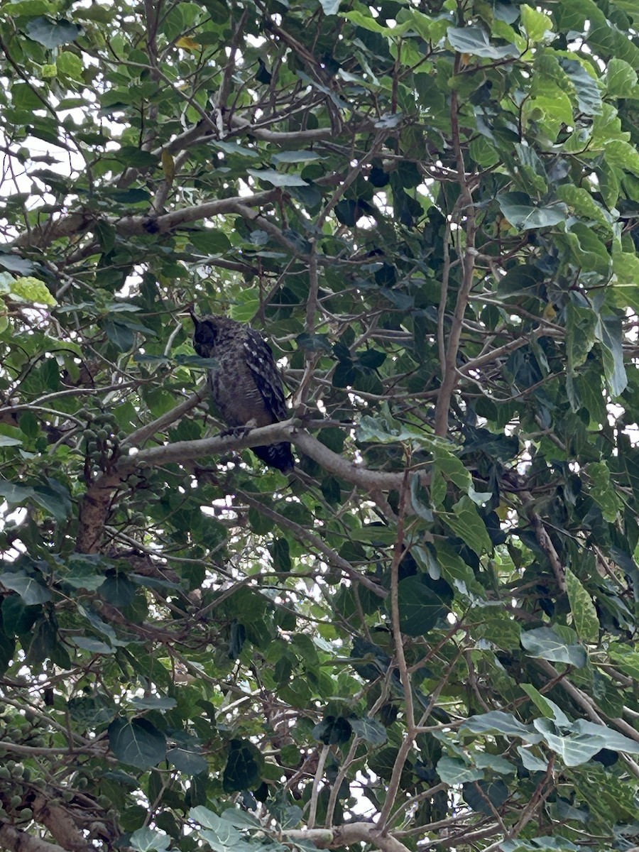 Arabian Eagle-Owl - ML654423996