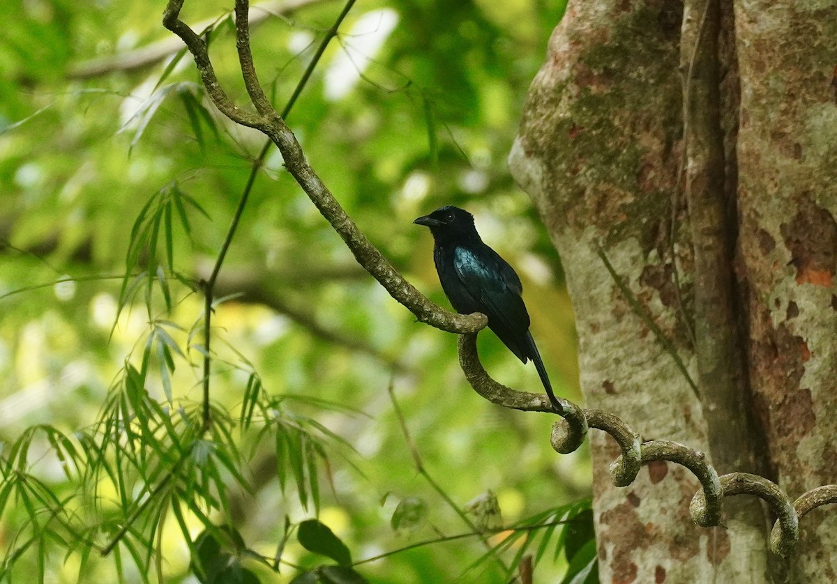 Palawan Drongo - ML654424148