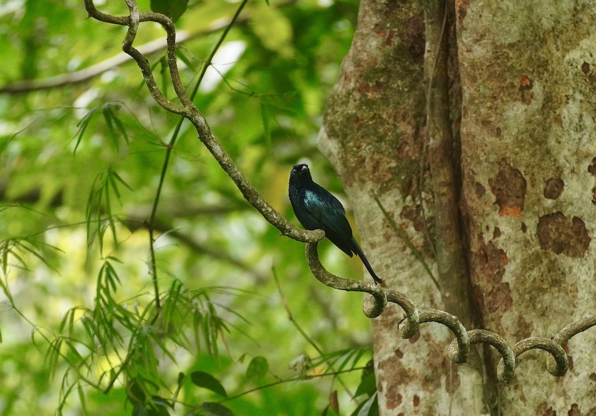 Palawan Drongo - ML654424149