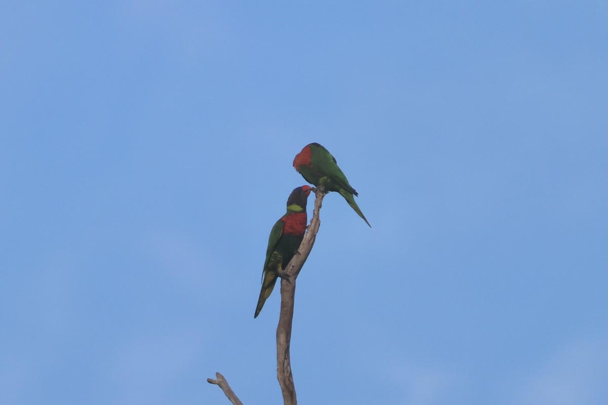 Coconut Lorikeet - ML654424887
