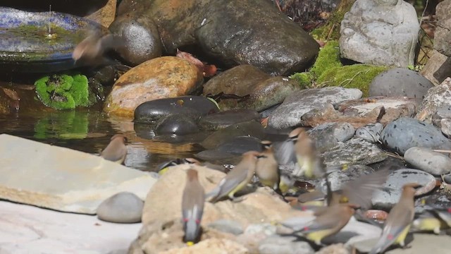 Cedar Waxwing - ML654425524