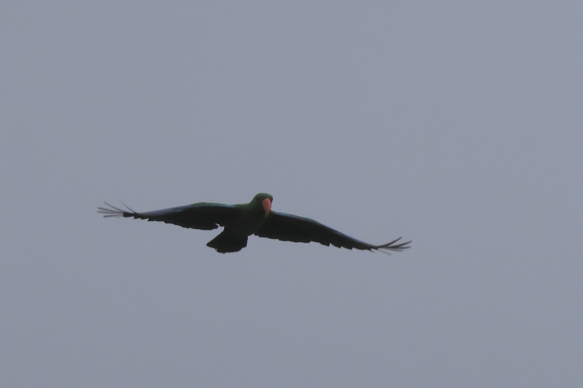 Papuan Eclectus - ML654425966