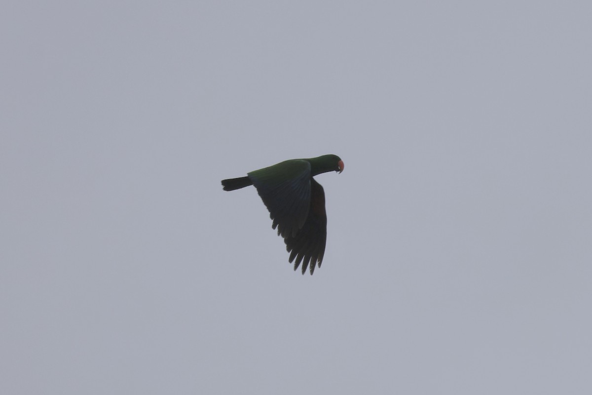 Papuan Eclectus - ML654425967