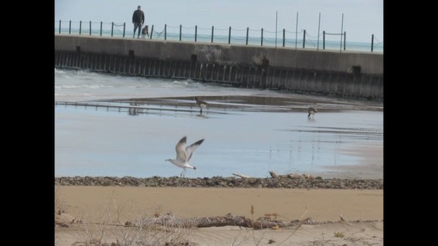 racek kroužkozobý - ML654426523