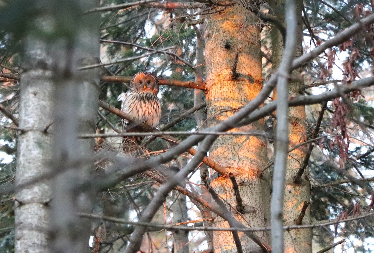 Habichtskauz - ML654428201