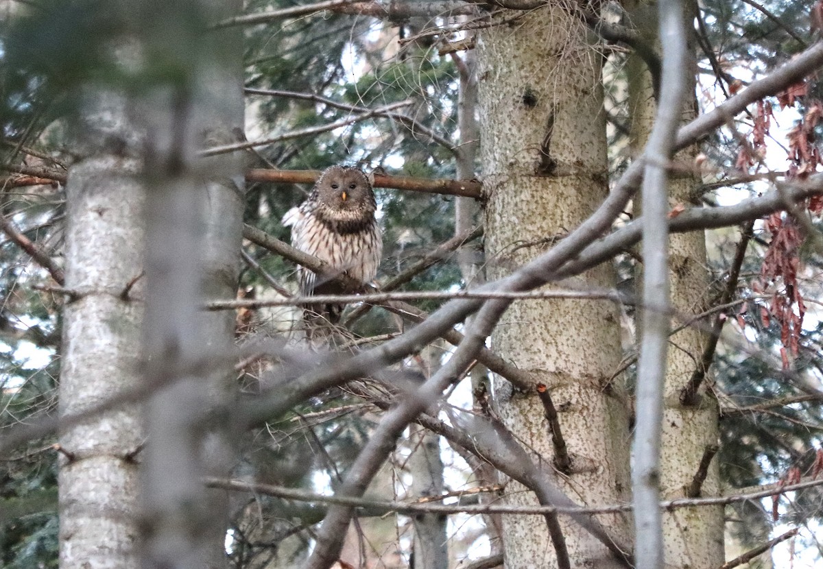 Habichtskauz - ML654428202