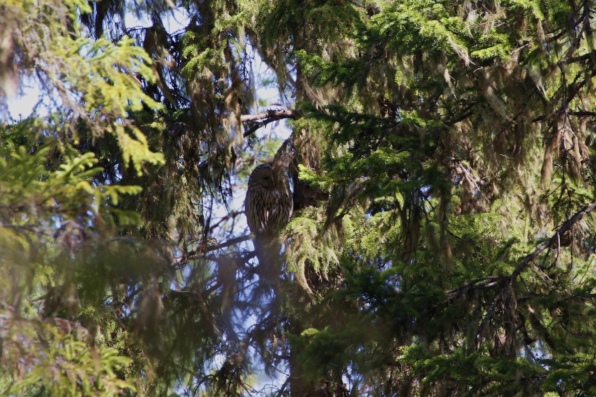 Habichtskauz - ML654431850