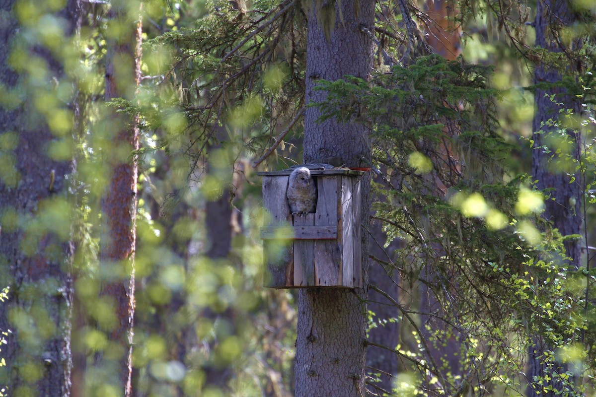 Habichtskauz - ML654431881