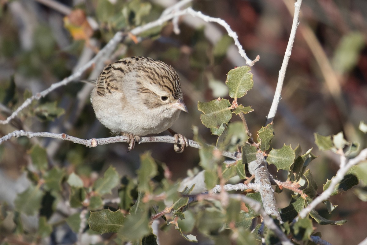 Brewer's Sparrow - ML654434371