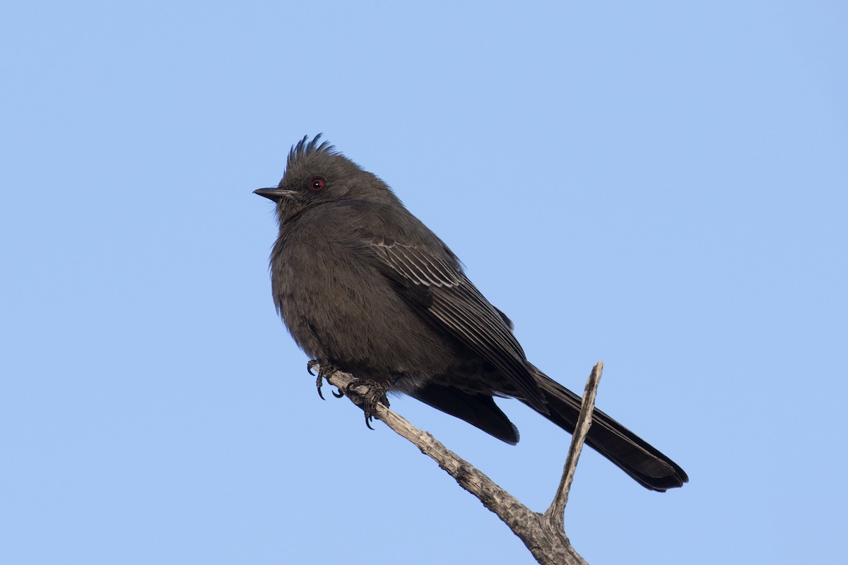 Phainopepla - ML654434394