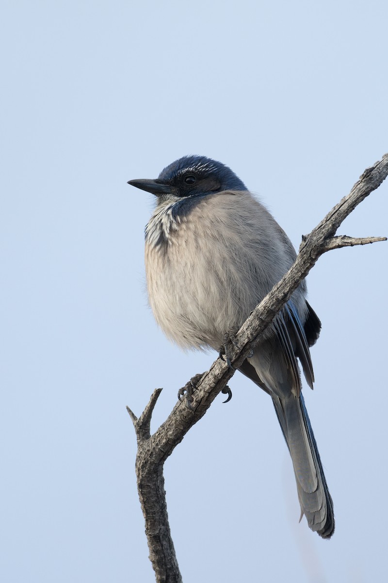 California Scrub-Jay - ML654434408