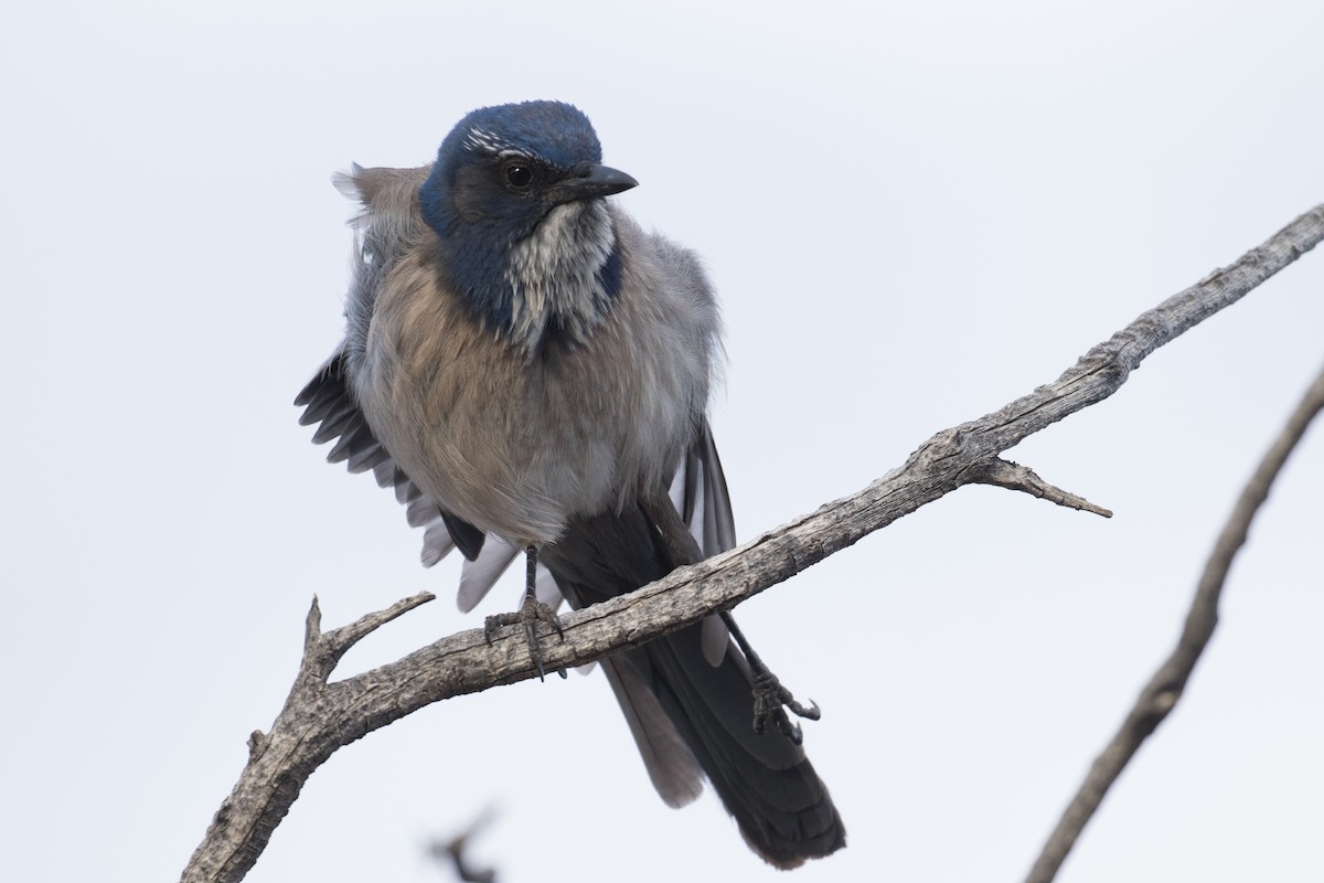 California Scrub-Jay - ML654434410