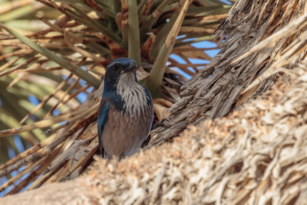 California Scrub-Jay - ML654434411