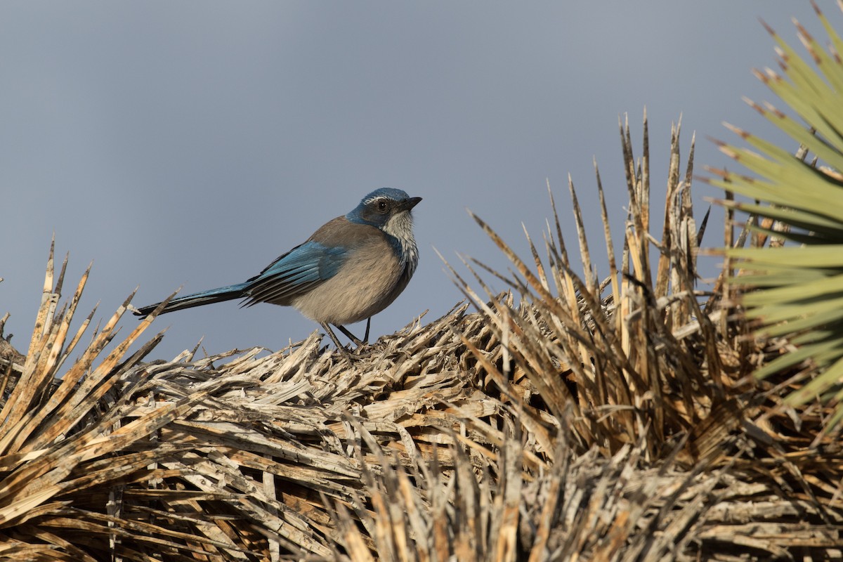 California Scrub-Jay - ML654434412